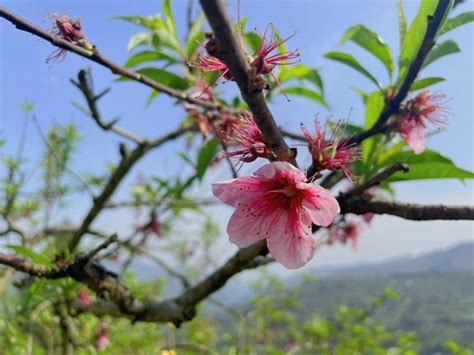 年支桃花